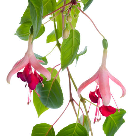 blossoming branch exotic red fuchsia, isolated on white backgroundの写真素材