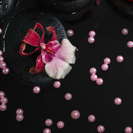 spa concept of orchid cambria flower and pearl beads, zen stones with drops on reflection water, closeupの写真素材