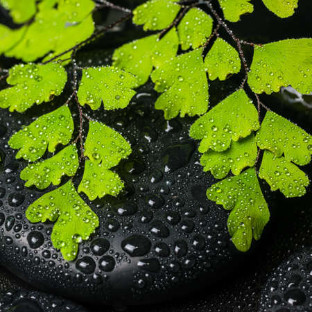 Spa still life of green branch maidenhair and black zen stones with drops の写真素材