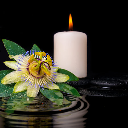 spa setting of passiflora flower, green leaf with drop and candles on zen stones in ripple reflection water, closeup の写真素材