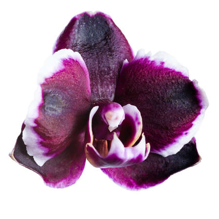 beautiful head of dark cherry with white rim orchid phalaenopsis is isolated on white backgroundの写真素材
