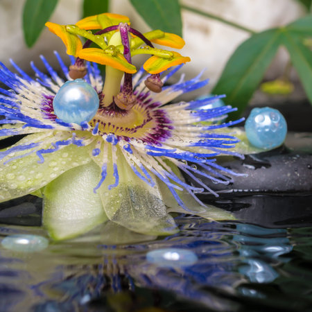 spa concept of passiflora flower, green branch, towels and pearl beads with drop on zen stones in ripple reflection waterの写真素材