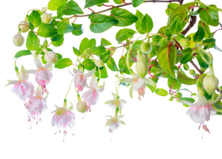 blossoming beautiful delicate white with pink fuchsia, isolated on white background, ` Frank Unsworth`の写真素材