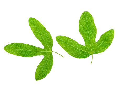 Green passionflower leaves closeup is isolated on white background