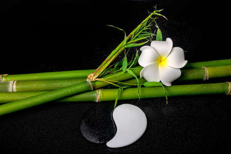 spa setting of white frangipani flower, symbol Yin Yang and natural bamboo with leaves on zen basalt stones with drops, closeup の写真素材