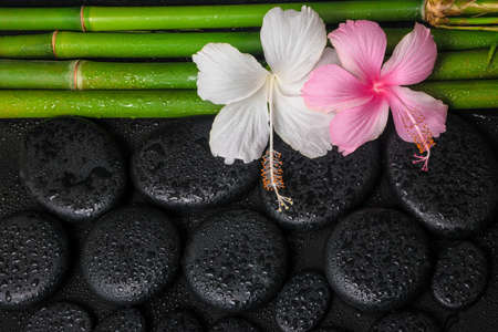 spa still life of white, pink hibiscus flowers and natural bamboo on zen basalt stones with drops, closeup の写真素材