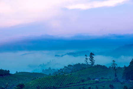 beautiful landscape with a tree and fog in a pre-dawn haze in India, Kerala, Munnarの写真素材