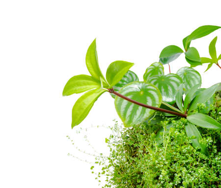 mix plant of Watermelon peperomia, Peperomia pereskiifolia and Helxine soleirolii leaves, closeupの写真素材