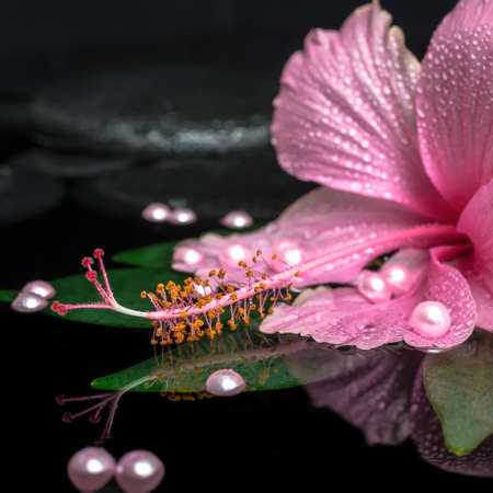 spa still life of pink hibiscus flower on green leaf with drops on zen stones and pearl beads in reflection water, closeup の写真素材