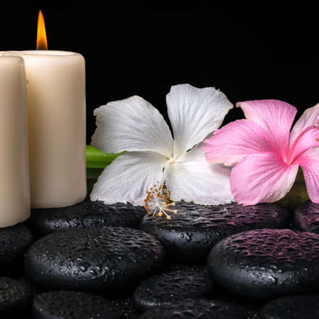 spa concept of white, pink hibiscus flowers, candles and natural bamboo on zen basalt stones with drops, closeup の写真素材