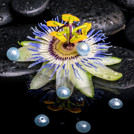 spa still life of passiflora flower on zen basalt stones with drops and placer pearl beads in reflection water, closeupの写真素材