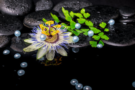 spa still life of passiflora flower, branch fern, zen basalt stones with drops and pearl beads in reflection water, closeupの写真素材