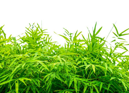 fresh green leaves natural bamboo with raindrops isolated on a white background with copy spaceの写真素材