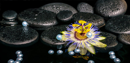 beautiful spa setting of passiflora flower on zen basalt stones with drops and pearl beads in reflection water, closeupの写真素材