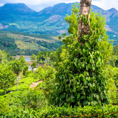 Fresh green leaves pepper (Piper Nigrum) growing on the tree tea plantation in India, Kerala