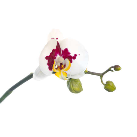 Blooming twig spotted orchids is isolated on the white background, closeupの写真素材