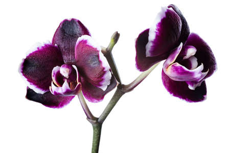 beautiful dark cherry with white rim orchid phalaenopsis is isolated on white backgroundの写真素材