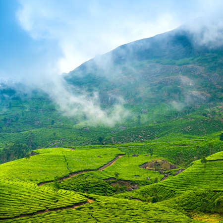 green tea plantations with fog early in the morning, Munnar, Kerala, beautiful India travel backgroundの写真素材