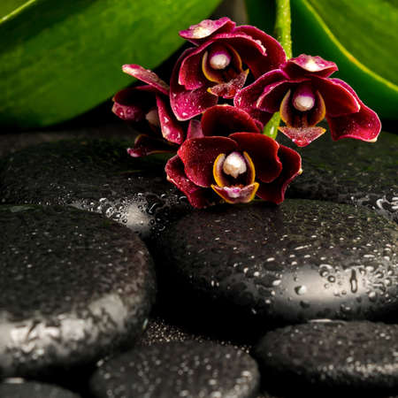 Spa still life of beautiful deep purple orchid flower, phalaenopsis and zen stones with drops on black  background, closeupの写真素材