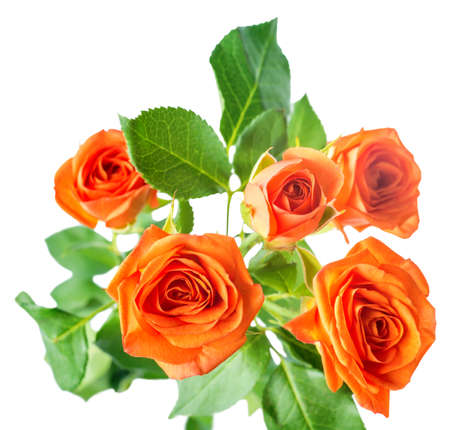 orange rose bush flowers is isolated over white, closeupの写真素材