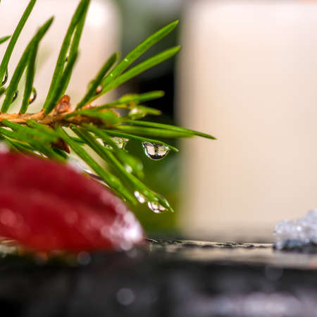 winter spa concept of evergreen branches with drops, candles on zen basalt stones, closeupの写真素材