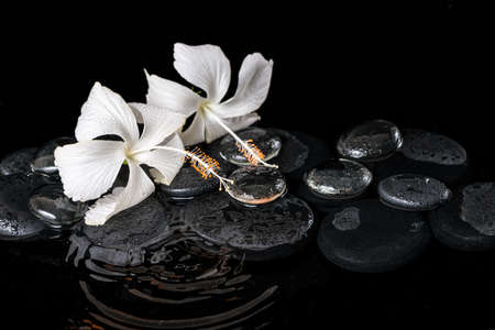 Beautiful cryogenic spa concept of delicate white hibiscus, zen stones with drops and ice on ripple water, closeupの写真素材