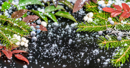Christmas card of evergreen branches, red berry with snow, closeupの写真素材