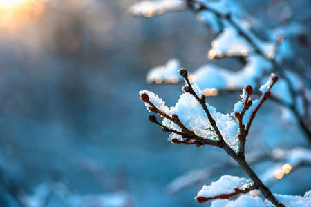 covered Christmas branch with snow and drops in sunset winter forestの写真素材