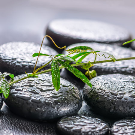 beautiful spa concept of green twig passionflower with tendril on zen basalt stones with drops,...