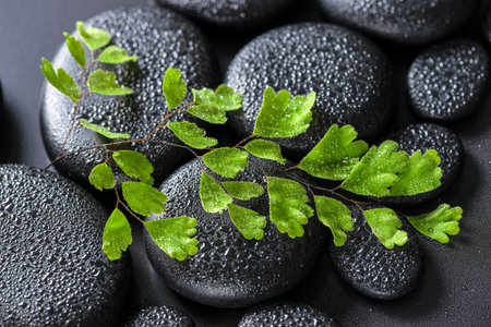 beautiful spa concept of green twig Adiantum fern on zen basalt stones with dew, closeup