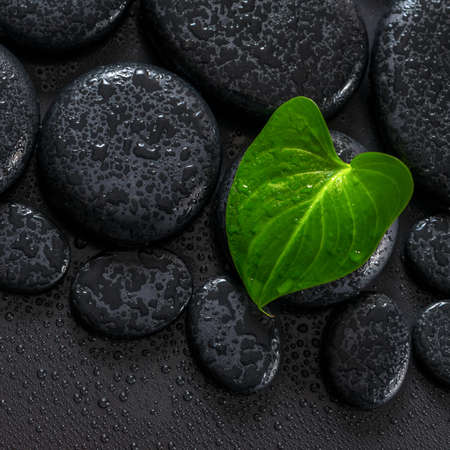 beautiful spa concept of green leaf Calla lily on zen basalt stones with drops, closeupの写真素材