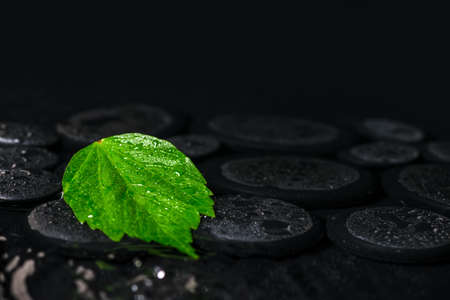 beautiful spa background of green leaf hibiscus on zen basalt stones with drops の写真素材
