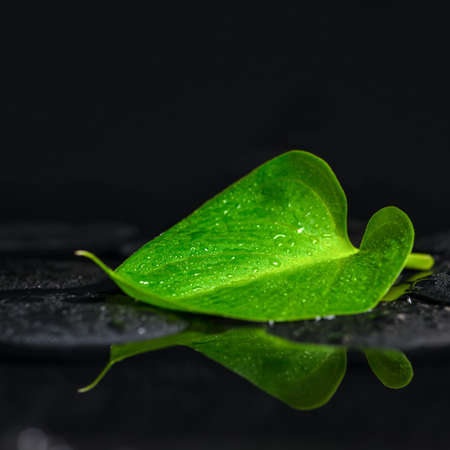 beautiful spa background of green leaf Calla lily on zen basalt stones with drops in reflection water, closeupの写真素材