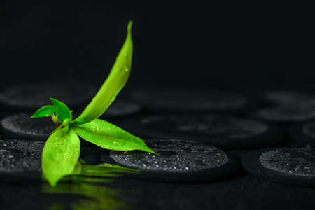 beautiful spa background of green branch bamboo on zen basalt stones with drops in ripple reflection water, closeupの写真素材