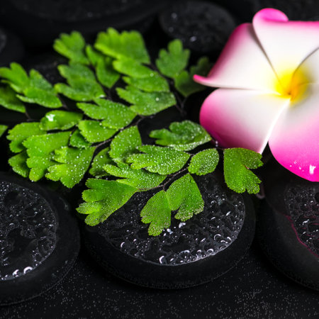 beautiful spa concept of green branch Adiantum fern