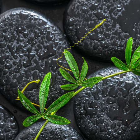 beautiful spa background of green twig passionflower with tendril on zen basalt stones with dew, closeupの写真素材