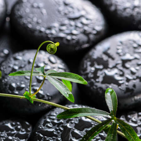 beautiful spa concept of green twig passionflower with tendril on zen basalt stones with dew, closeupの写真素材