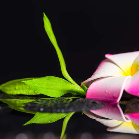 beautiful spa still life of green branch bambooの写真素材