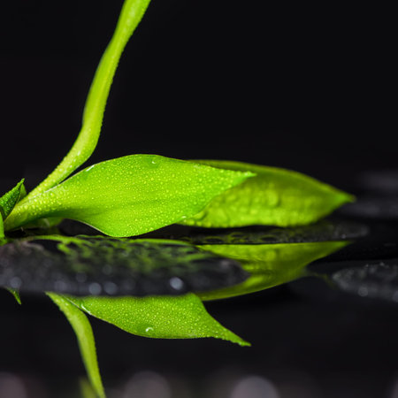 beautiful spa still life of green branch bamboo with drops on zen basalt stones and reflection water, closeupの写真素材