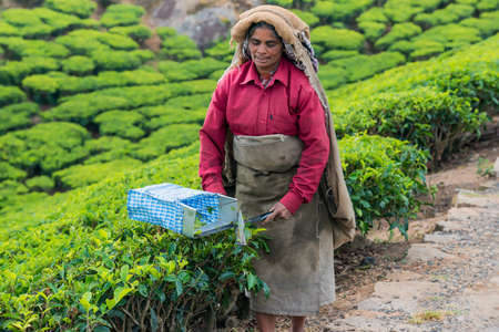 MUNNAR, INDIA - FEBRUARY 18, 2013: An unidentified Indian woman showing harvesting at tea plantation. India, Kerala, Munnar. February 18, 2013のeditorial素材