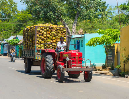 MADURAI, INDIA - FEBRUARY 17: Indian rural man rides on a car with coconuts. India, Tamil Nadu, near Madurai. February 17, 2013.のeditorial素材