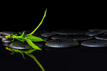 green branch bamboo on zen basalt stones with dew, closeupの写真素材