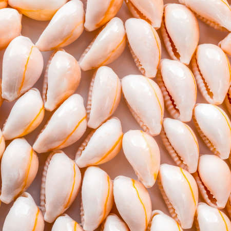 beautiful setting of seashell as a background, closeupの写真素材