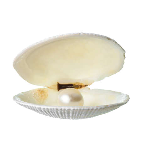 open soft white cockleshell with pearl is isolated on white background, closeupの写真素材