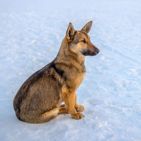 dog sitting on the ice of the river at sunset and lookingの写真素材