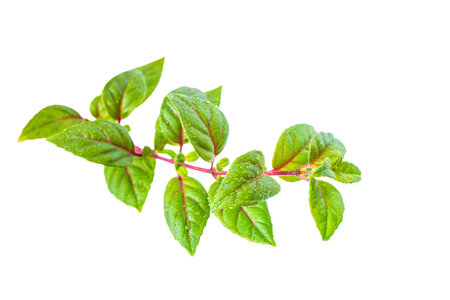 green twig of sapling fuchsia with dew is isolated on white background, closeupの写真素材