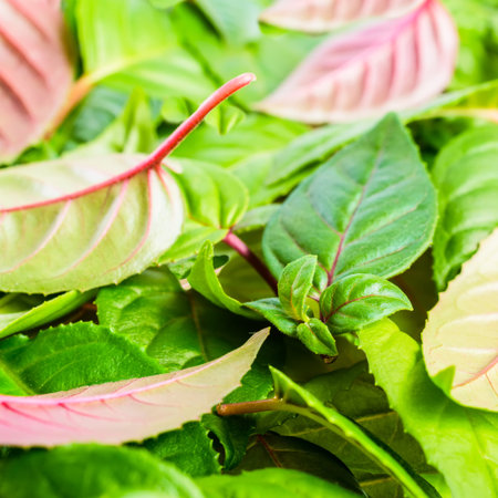 background of green and red leaves fuchsia, closeup