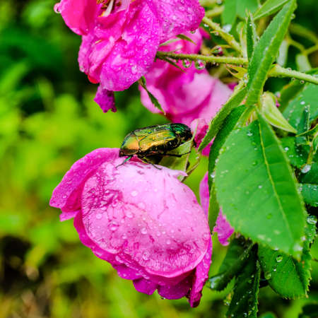 closeup of cockchafer sitting on a pink flower rose with raindrops in natureの写真素材