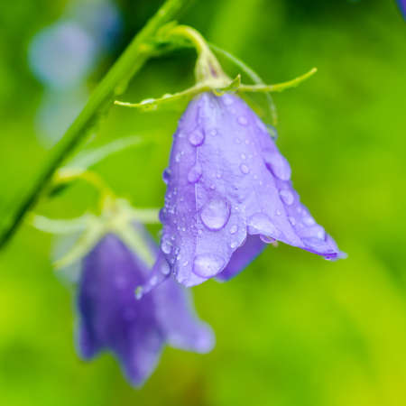 beautiful bluebell flowers with rain drops on a green blur background, closeupの写真素材