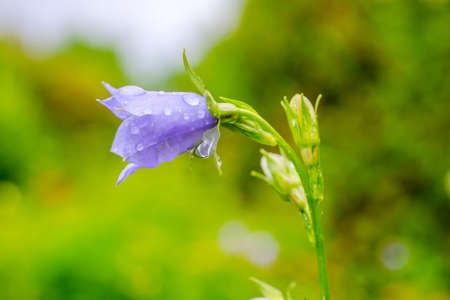 bluebell flower with rain drops on a green blur backgroundの写真素材